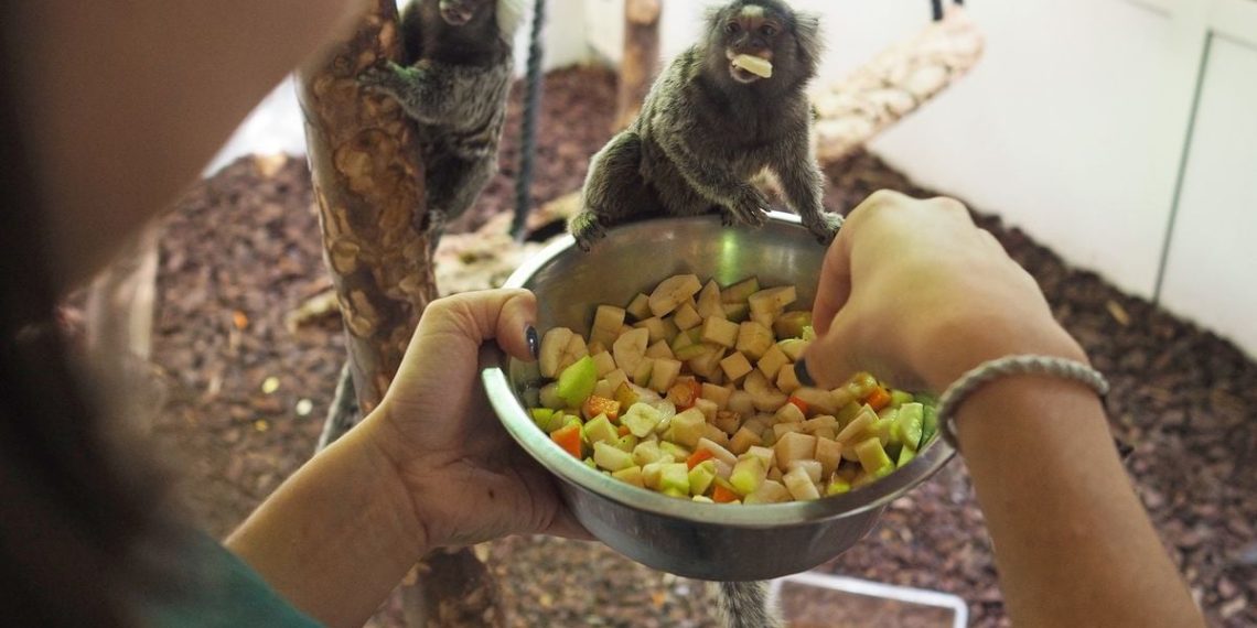 Bas-Rhin : Un jeune homme mis en examen et écroué après le vol de 12 ouistitis de laboratoire