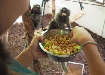 Bas-Rhin : Un jeune homme mis en examen et écroué après le vol de 12 ouistitis de laboratoire