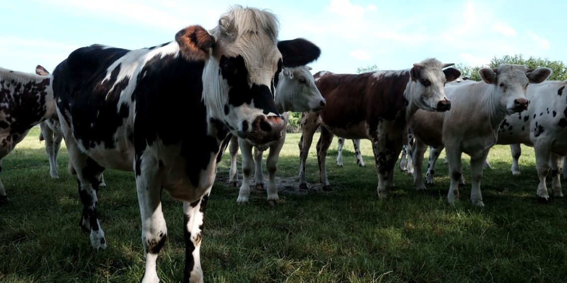 Deux-Sèvres : Pourquoi près de 200 éleveurs laitiers se rassemblent en décembre ?