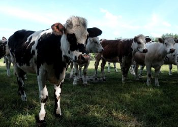 Deux-Sèvres : Pourquoi près de 200 éleveurs laitiers se rassemblent en décembre ?