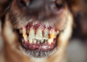 Lot-et-Garonne : Des attaques de chiens errants traumatisent des habitants