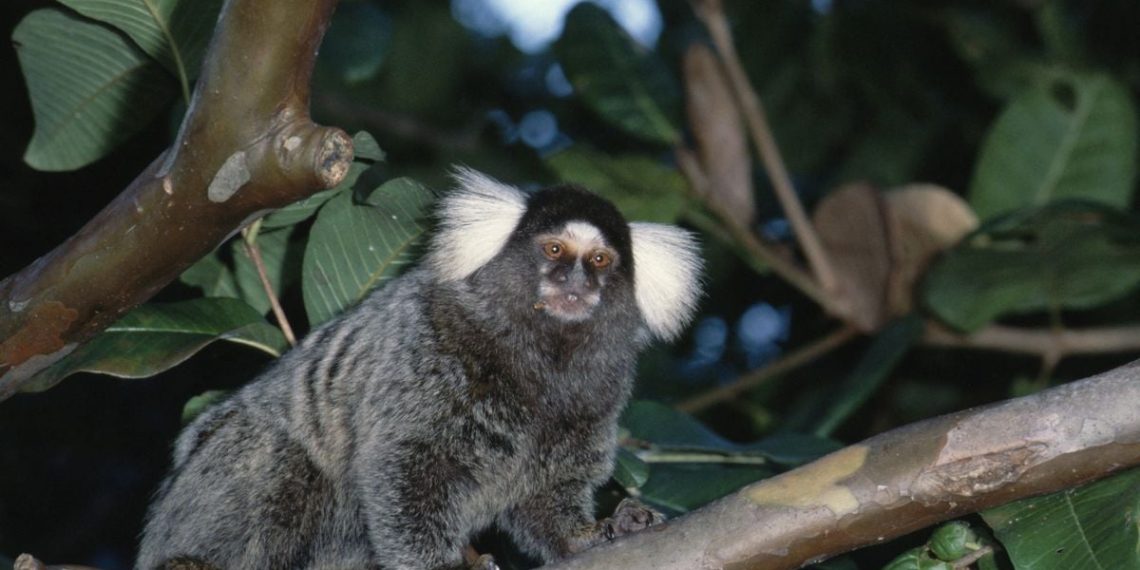 Un jeune homme mis en examen pour le vol de ouistitis dans un centre de recherche près de Strasbourg
