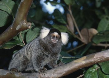 Un jeune homme mis en examen pour le vol de ouistitis dans un centre de recherche près de Strasbourg