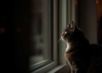 Tarn : Une quinzaine de chats ont disparu sans raison le mois dernier