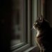 Tarn : Une quinzaine de chats ont disparu sans raison le mois dernier