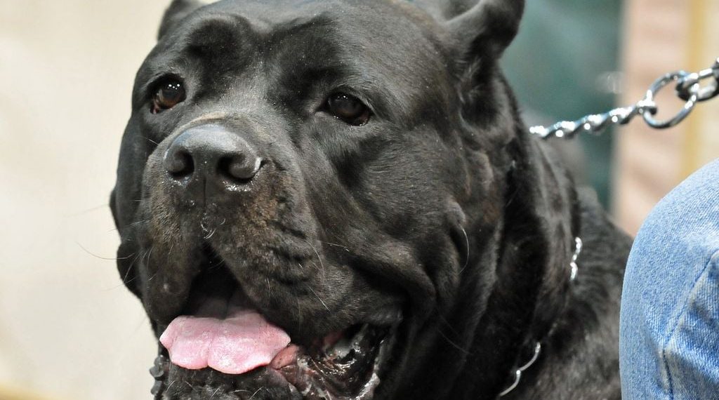 Eure : Un propriétaire condamné après l’attaque de son molosse contre un promeneur et son chien