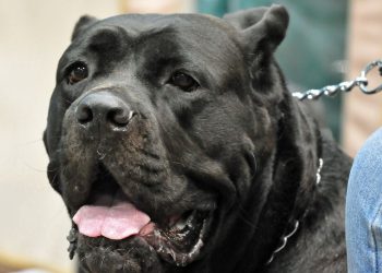 Eure : Un propriétaire condamné après l’attaque de son molosse contre un promeneur et son chien