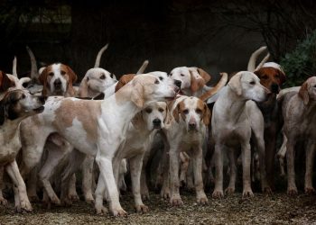 Elle survivait au milieu de 52 chiens, une Espagnole séquestrée par son mari depuis des années
