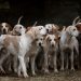 Elle survivait au milieu de 52 chiens, une Espagnole séquestrée par son mari depuis des années