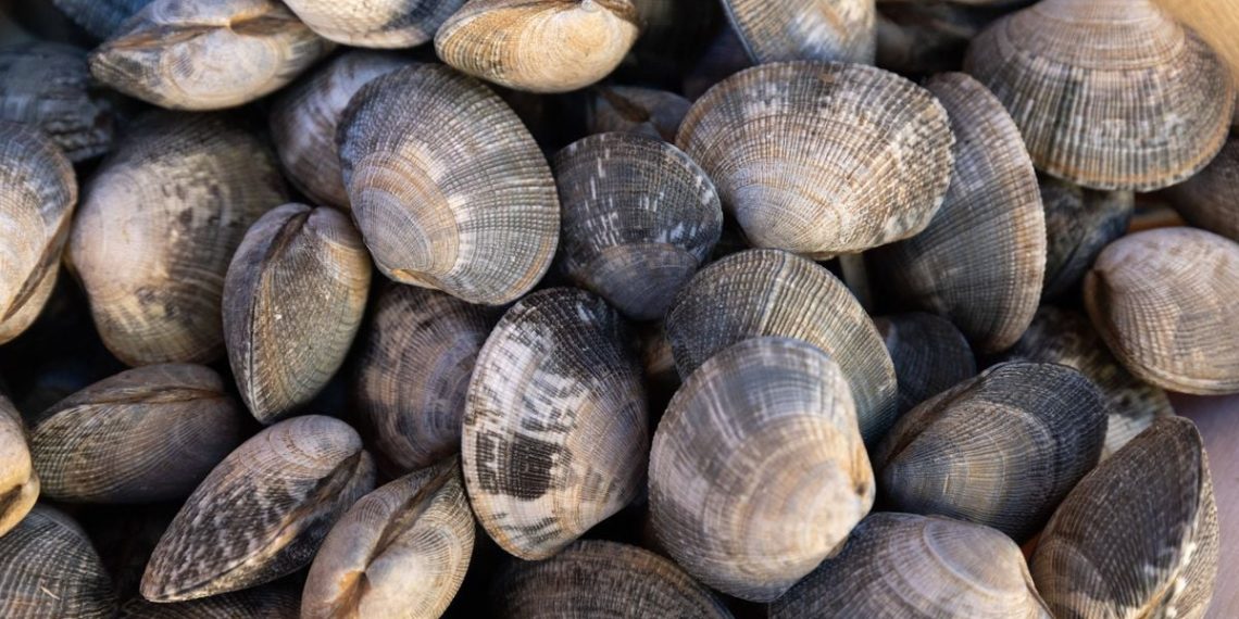 Leur trafic avait permis de récolter 24 tonnes de palourdes : plusieurs personnes condamnées près de Marseille