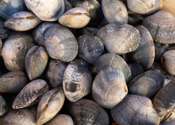 Leur trafic avait permis de récolter 24 tonnes de palourdes : plusieurs personnes condamnées près de Marseille