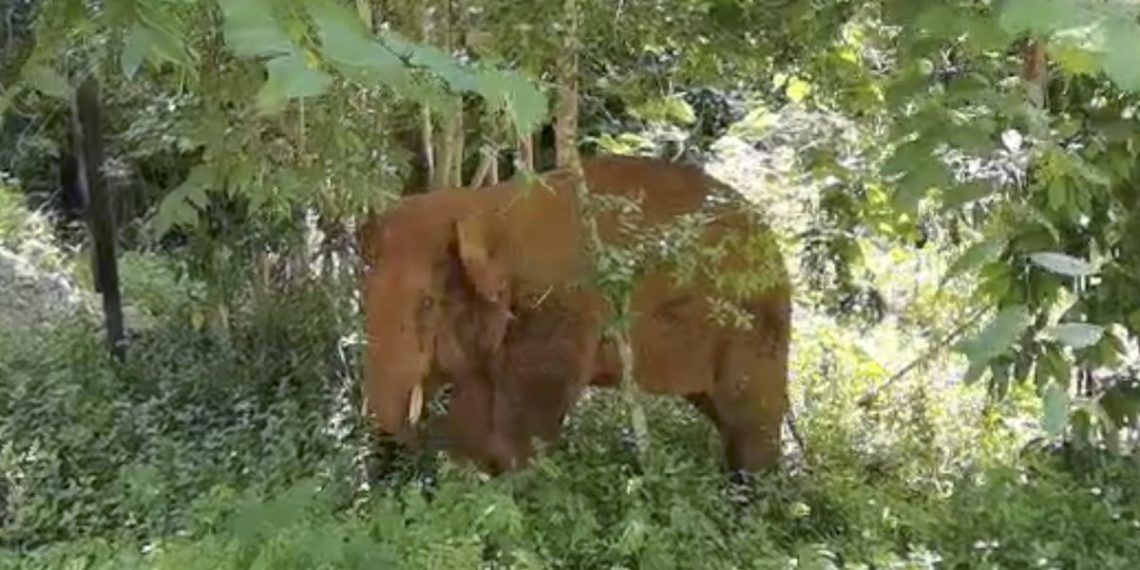 « Rattrapée et piétinée » : Citra, huit ans, est morte après une attaque d’éléphants