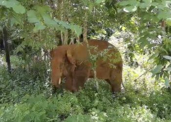 « Rattrapée et piétinée » : Citra, huit ans, est morte après une attaque d’éléphants