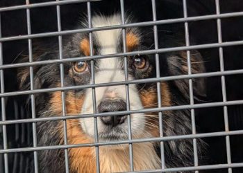 Isère : Ce refuge se retrouve saturé face à la hausse des abandons d’animaux