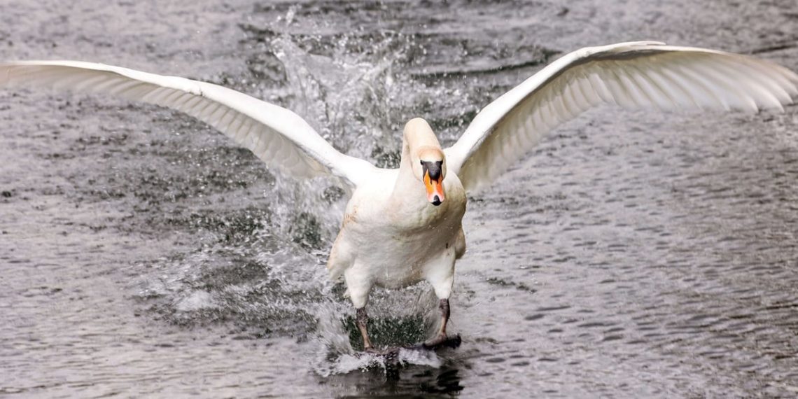 Eure : Un cygne coincé par un hameçon libéré après plusieurs jours de calvaire