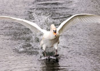 Eure : Un cygne coincé par un hameçon libéré après plusieurs jours de calvaire