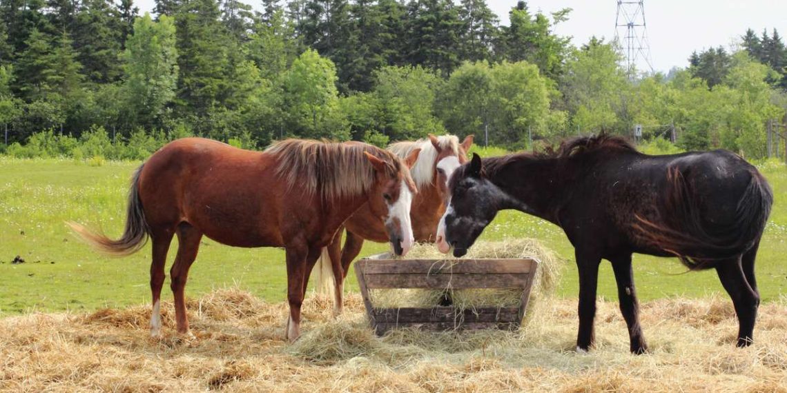 Deux-Sèvres : Des poneys s’échappent sur une rocade et perturbent le trafic