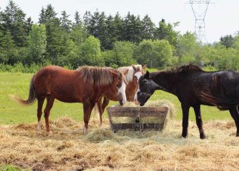 Deux-Sèvres : Des poneys s’échappent sur une rocade et perturbent le trafic