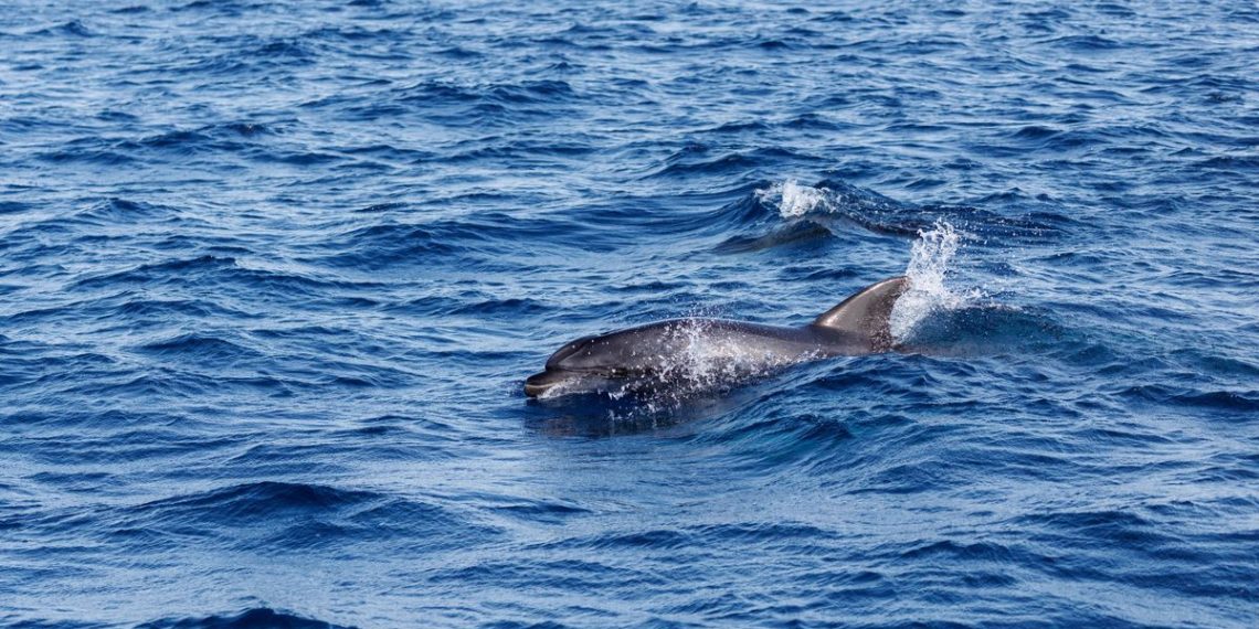 Aude : Un dauphin échoué sur une plage secouru et remis à l’eau