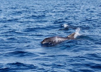 Aude : Un dauphin échoué sur une plage secouru et remis à l’eau