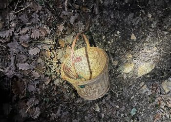 Vaucluse : Perdu dans la nuit et le froid, le cueilleur de champignons de 82 ans sauvé grâce à un chien