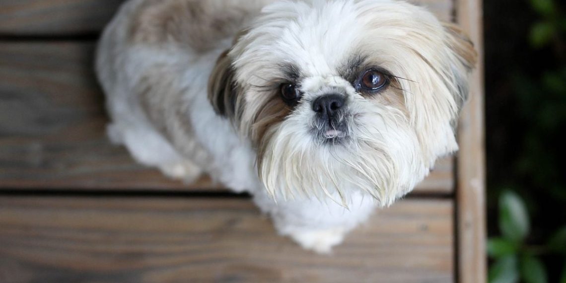 « Un gentil chien » : Un policier tire sur un Shih Tzu, son maître recevra 500.000 dollars