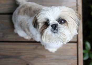 « Un gentil chien » : Un policier tire sur un Shih Tzu, son maître recevra 500.000 dollars