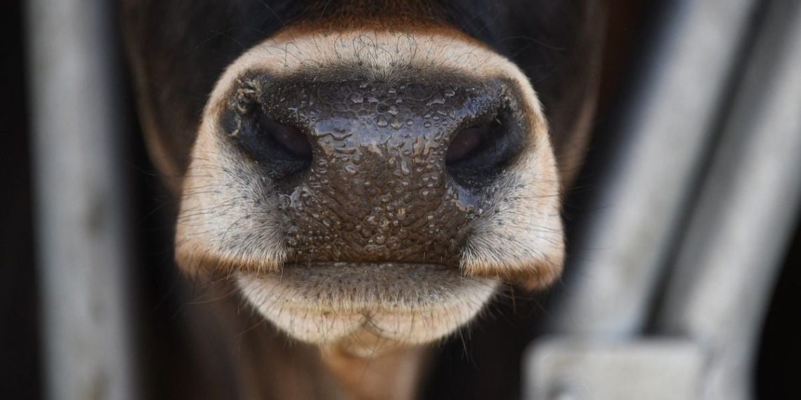 Corrèze : Encornée par une vache, une femme de 73 ans très gravement blessée