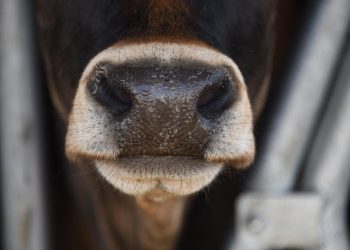 Corrèze : Encornée par une vache, une femme de 73 ans très gravement blessée
