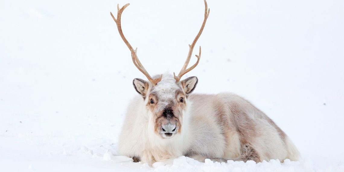 Haute-Savoie : Qui a volé Rudolf, le renne de Noël de cette commune ?