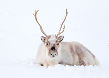 Haute-Savoie : Qui a volé Rudolf, le renne de Noël de cette commune ?