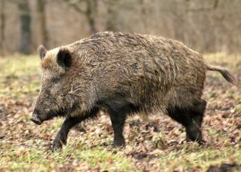 Haute-Savoie : Un sanglier pénètre dans un magasin de jardinage et finit abattu