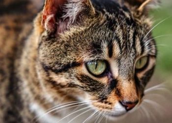 Côte-d’Or : Un couple condamné pour avoir torturé un chat