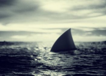 Polynésie : Un nageur mordu par un requin aux Marquises