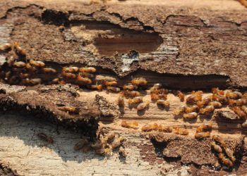 Marne : Un couple découvre que son immeuble tout juste acheté menace de s’effondrer