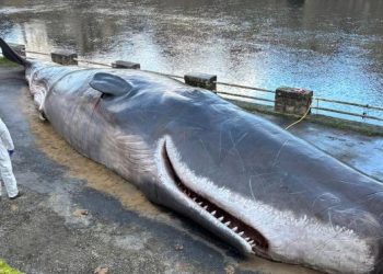 Aveyron : Un faux cachalot échoué sur les berges pour sensibiliser au réchauffement climatique