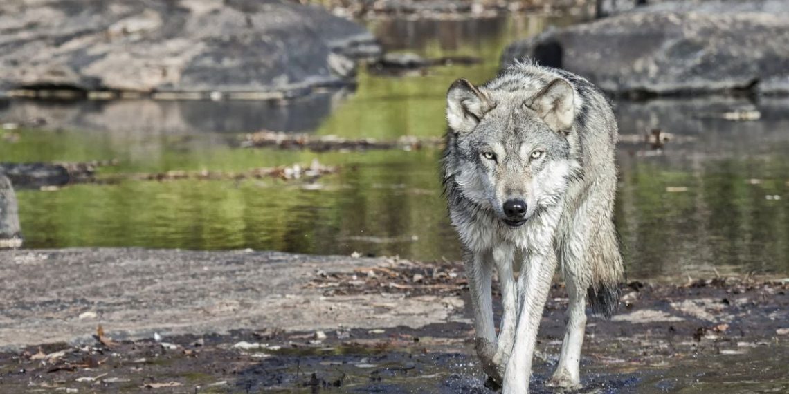 Haute-Savoie : Un éleveur déplore la mort de dix brebis tuées par un loup en un week-end