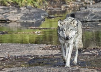Haute-Savoie : Un éleveur déplore la mort de dix brebis tuées par un loup en un week-end