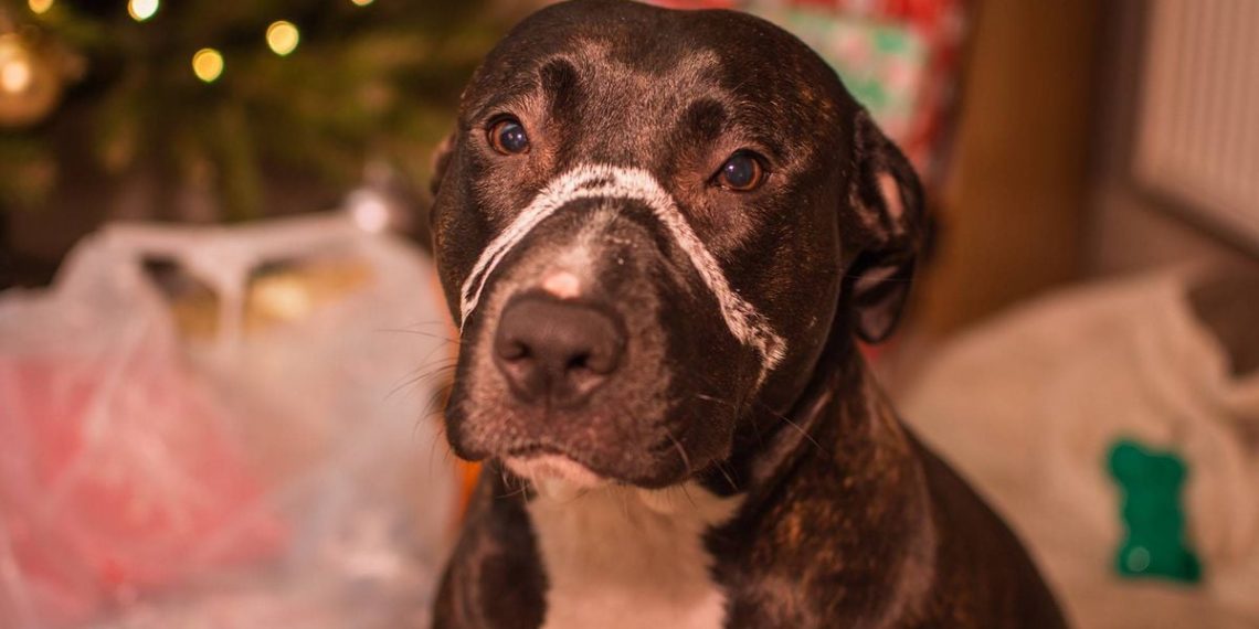 Loiret : Un maître condamné à cinq ans de prison ferme pour maltraitance animale