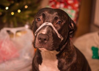 Loiret : Un maître condamné à cinq ans de prison ferme pour maltraitance animale