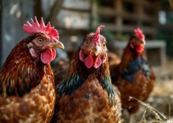 Vienne : Des habitants se mobilisent contre le chantier d’un futur poulailler géant