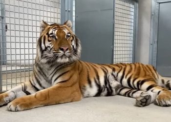 Détenu illégalement chez un sportif français célèbre, le tigre Kaïro est mort dans un refuge en Mayenne