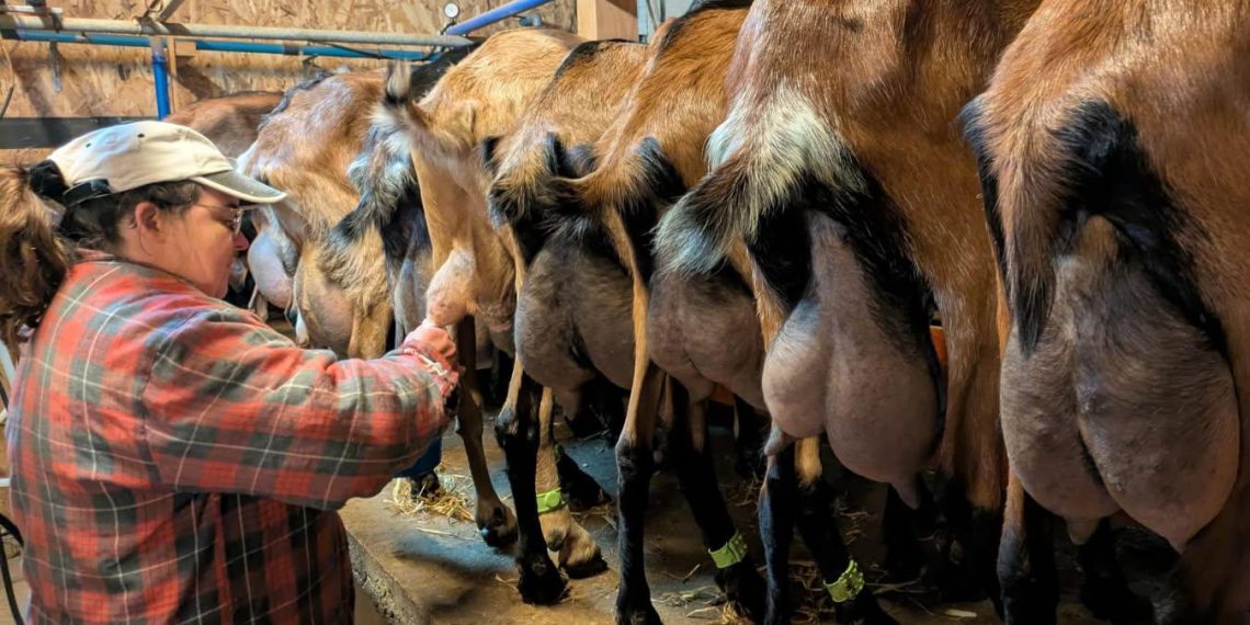 Agriculture : ces nouveaux visages qui reprennent les fermes françaises