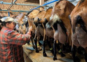 Agriculture : ces nouveaux visages qui reprennent les fermes françaises