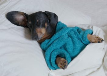 Des pompiers se sont battus pendant 3 heures pour sauver un teckel dans l’Oise !